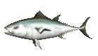tuna_swimming_mc.gif