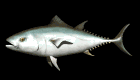 tuna_swimming_mb.gif
