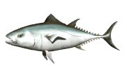 tuna_swimming_lw.gif