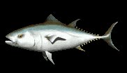 tuna_swimming_lc.gif