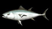 tuna_swimming_lb.gif