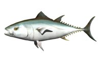 tuna_swimming.jpg