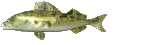 trout_swim_mc.gif