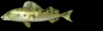 trout_swim_mb.gif