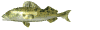 trout_mw.gif
