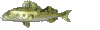 trout_mc.gif