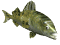 trout_frnt_swim_sw.gif