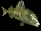 trout_frnt_swim_sb.gif