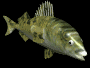 trout_frnt_swim_mb.gif