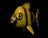 tropicalfish_wading_tb.gif