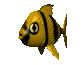 tropicalfish_wading_sc.gif