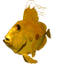 san_pedro_fish_swimming_sw.gif