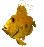 san_pedro_fish_swimming_mw.gif