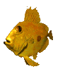 san_pedro_fish_swimming_mc.gif