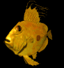 san_pedro_fish_swimming_mb.gif