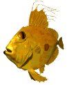 san_pedro_fish_swimming_lw.gif