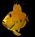 san_pedro_fish_swimming_lc.gif