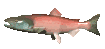 salmon_swimming_sc.gif