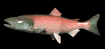 salmon_swimming_sb.gif