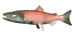 salmon_swimming_mw.gif