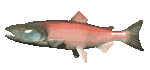 salmon_swimming_mc.gif