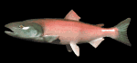 salmon_swimming_mb.gif