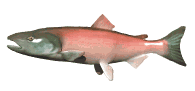 salmon_swimming_lw.gif