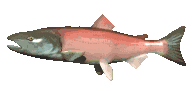 salmon_swimming_lc.gif