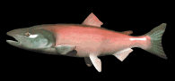 salmon_swimming_lb.gif