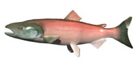 salmon_swimming.jpg