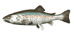 rainbow_trout_swimming_sw.gif