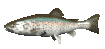 rainbow_trout_swimming_sc.gif