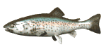rainbow_trout_swimming_mw.gif