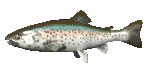 rainbow_trout_swimming_mc.gif