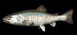 rainbow_trout_swimming_mb.gif