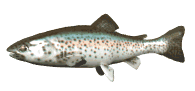 rainbow_trout_swimming_lw.gif