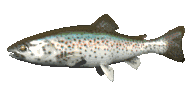 rainbow_trout_swimming_lc.gif