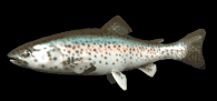 rainbow_trout_swimming_lb.gif