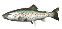 rainbow_trout_swimming.jpg