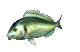 lone_carp_mc.gif