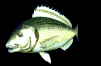 lone_carp_mb.gif