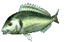 lone_carp_lc.gif
