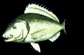 lone_carp_lb.gif