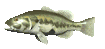 lg_mouth_bass_swimming_sc.gif
