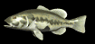 lg_mouth_bass_swimming_sb.gif