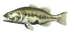 lg_mouth_bass_swimming_mc.gif