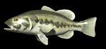 lg_mouth_bass_swimming_mb.gif