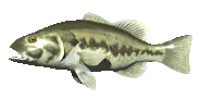 lg_mouth_bass_swimming_lc.gif