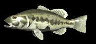 lg_mouth_bass_swimming_lb.gif