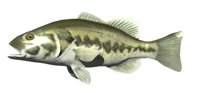 lg_mouth_bass_swimming.jpg